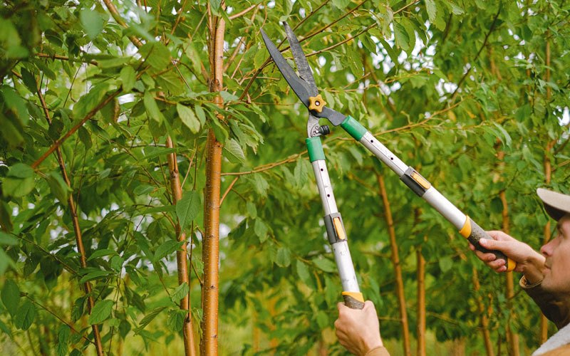 Tree trimming in Rice Lake, WI