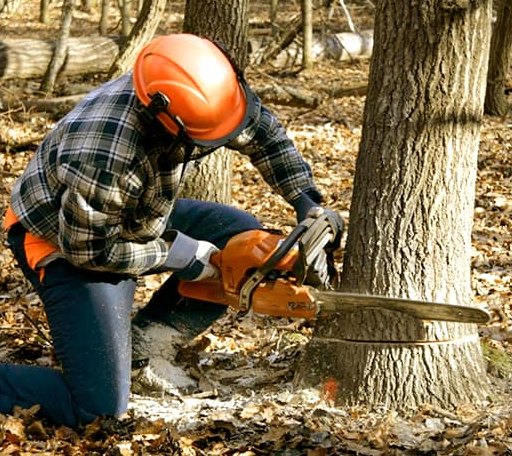 Tree Removal in Rice Lake, WI